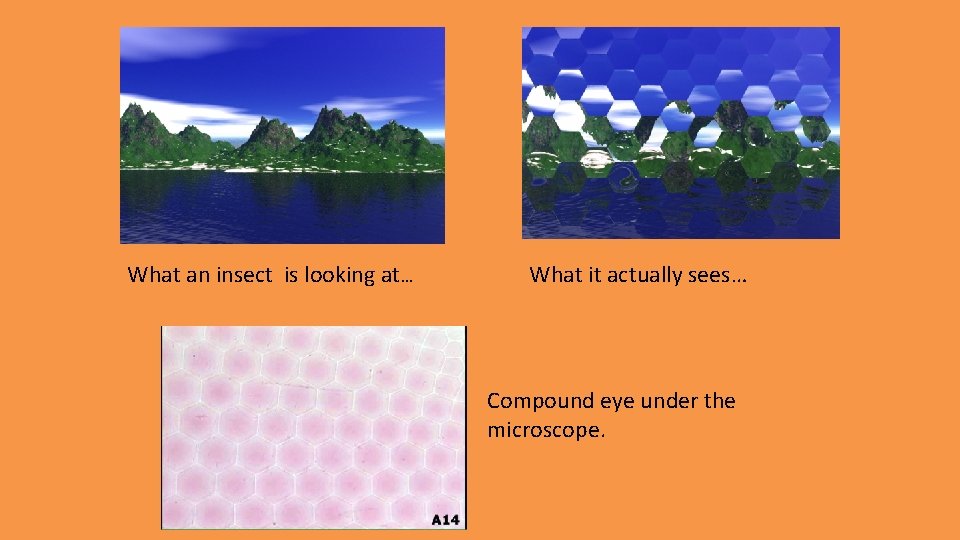 What an insect is looking at… What it actually sees… Compound eye under the What an insect is looking at… What it actually sees… Compound eye under the