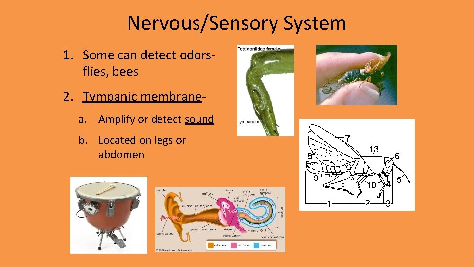 Nervous/Sensory System 1. Some can detect odorsflies, bees 2. Tympanic membranea. Amplify or detect