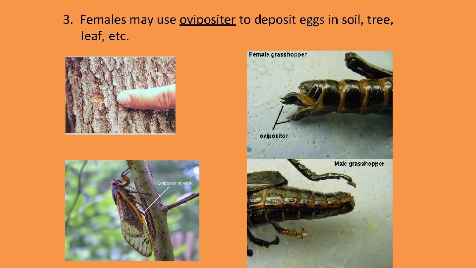 3. Females may use ovipositer to deposit eggs in soil, tree, leaf, etc. 3. Females may use ovipositer to deposit eggs in soil, tree, leaf, etc.