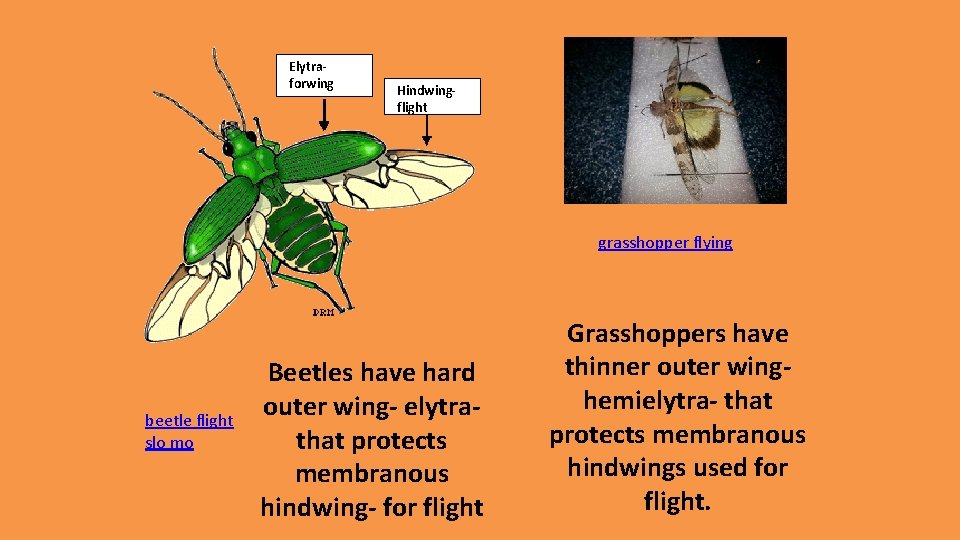 Elytraforwing Hindwingflight grasshopper flying beetle flight slo mo Beetles have hard outer wing- elytrathat