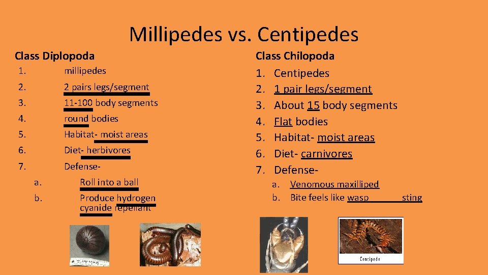 Millipedes vs. Centipedes Class Diplopoda 1. millipedes 2. 2 pairs legs/segment 3. 11 -100 Millipedes vs. Centipedes Class Diplopoda 1. millipedes 2. 2 pairs legs/segment 3. 11 -100