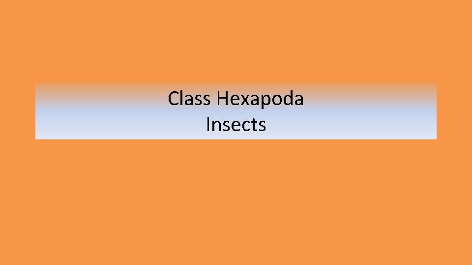 Class Hexapoda Insects 