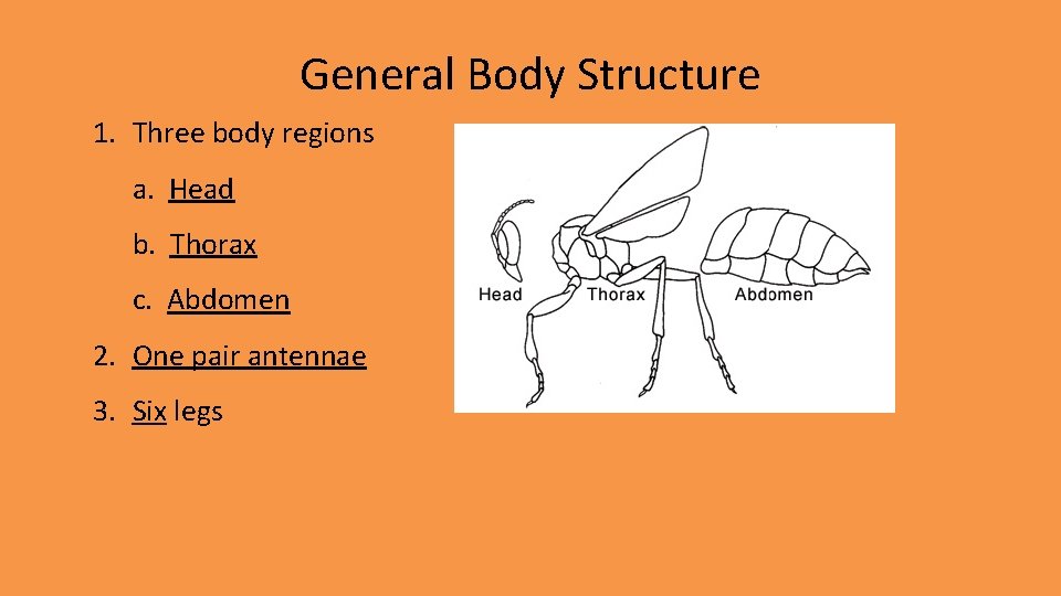 General Body Structure 1. Three body regions a. Head b. Thorax c. Abdomen 2. General Body Structure 1. Three body regions a. Head b. Thorax c. Abdomen 2.