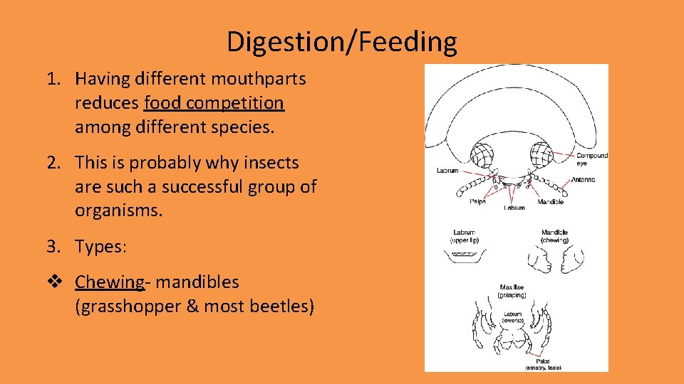 Digestion/Feeding 1. Having different mouthparts reduces food competition among different species. 2. This is