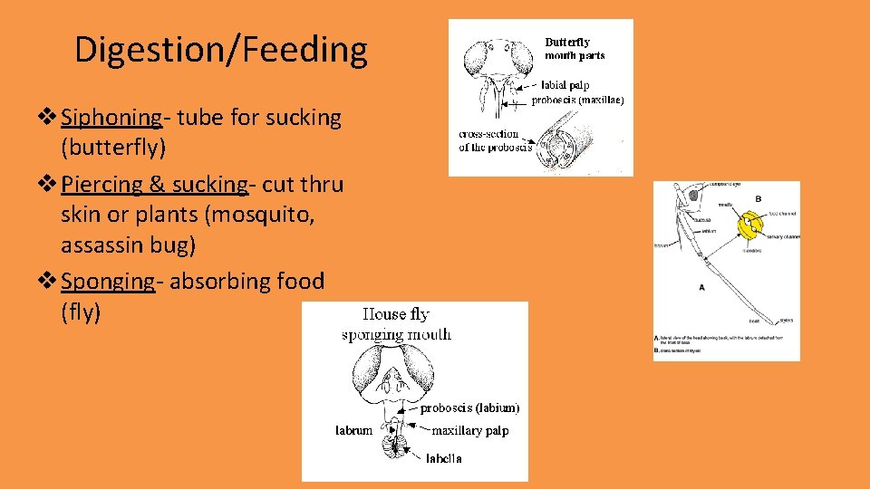 Digestion/Feeding v Siphoning- tube for sucking (butterfly) v Piercing & sucking- cut thru skin Digestion/Feeding v Siphoning- tube for sucking (butterfly) v Piercing & sucking- cut thru skin