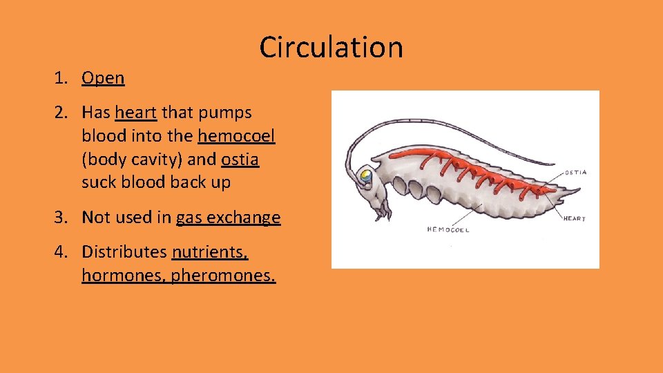 1. Open Circulation 2. Has heart that pumps blood into the hemocoel (body cavity) 1. Open Circulation 2. Has heart that pumps blood into the hemocoel (body cavity)
