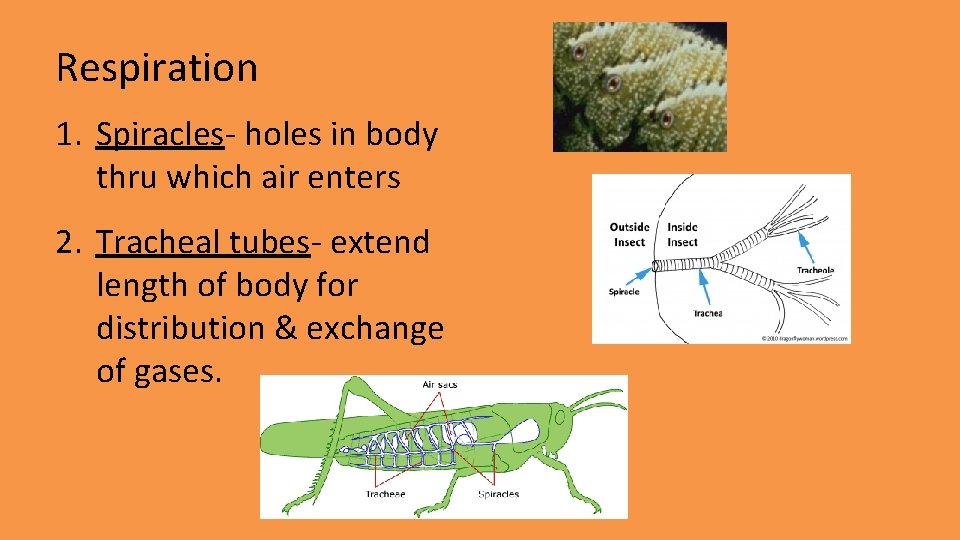 Respiration 1. Spiracles- holes in body thru which air enters 2. Tracheal tubes- extend Respiration 1. Spiracles- holes in body thru which air enters 2. Tracheal tubes- extend