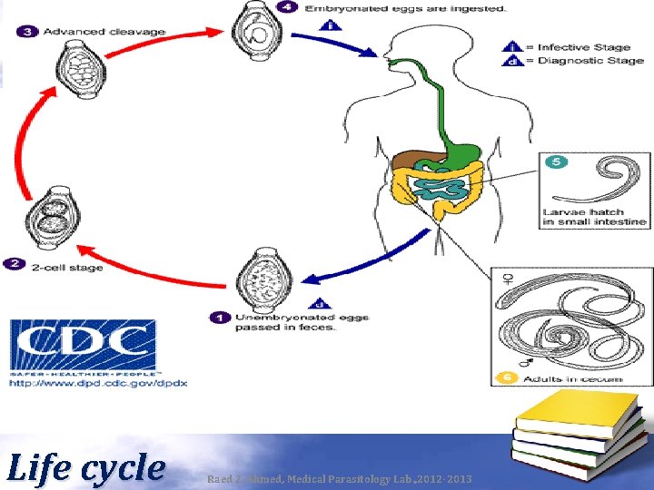 Life cycle Raed Z. Ahmed, Medical Parasitology Lab. , 2012 -2013 