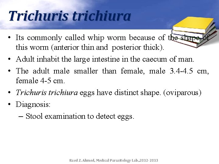 Trichuris trichiura • Its commonly called whip worm because of the shape of this