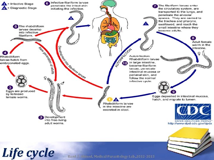 Life cycle Raed Z. Ahmed, Medical Parasitology Lab. , 2012 -2013 