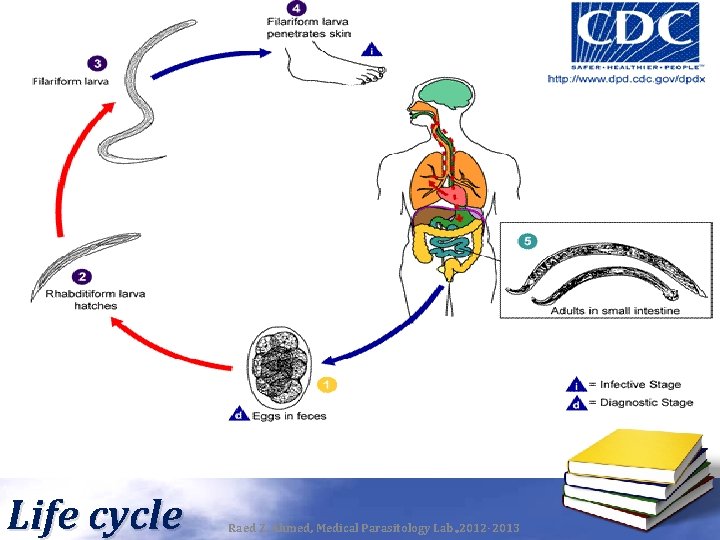 Life cycle Raed Z. Ahmed, Medical Parasitology Lab. , 2012 -2013 