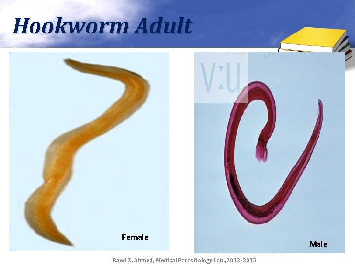 Hookworm Adult Female Raed Z. Ahmed, Medical Parasitology Lab. , 2012 -2013 Male 