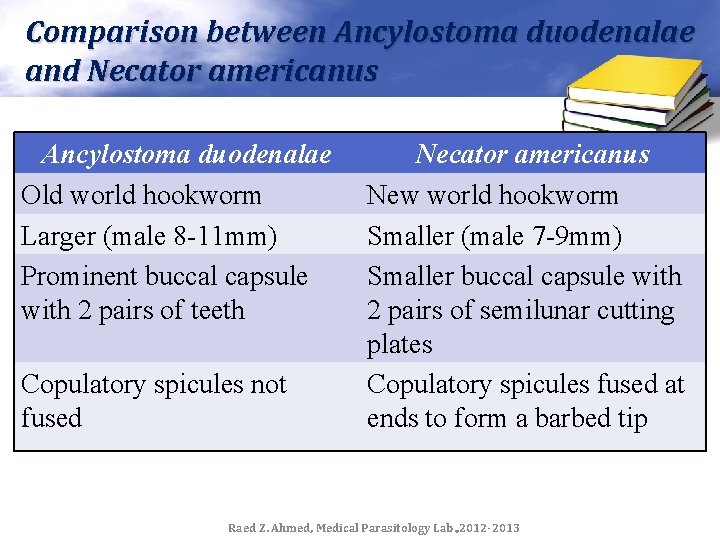 Comparison between Ancylostoma duodenalae and Necator americanus Ancylostoma duodenalae Old world hookworm Larger (male