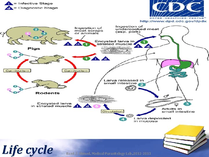 Life cycle Raed Z. Ahmed, Medical Parasitology Lab. , 2012 -2013 