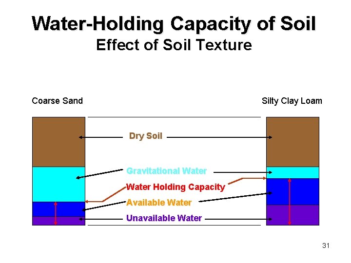 Water-Holding Capacity of Soil Effect of Soil Texture Coarse Sand Silty Clay Loam Dry