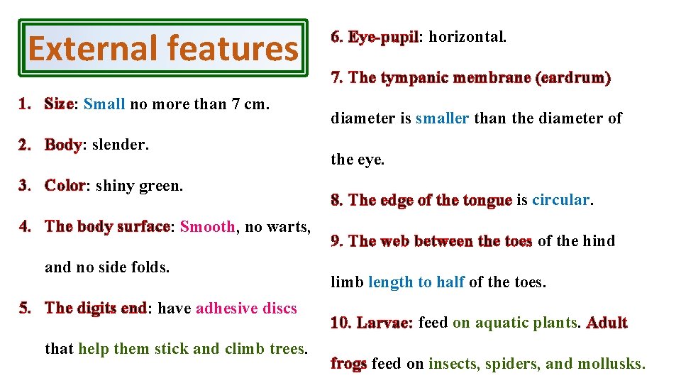 External features 1. Size: Small no more than 7 cm. 2. Body: slender. 3.