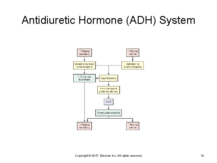 Antidiuretic Hormone (ADH) System Copyright © 2017, Elsevier Inc. All rights reserved. 12 