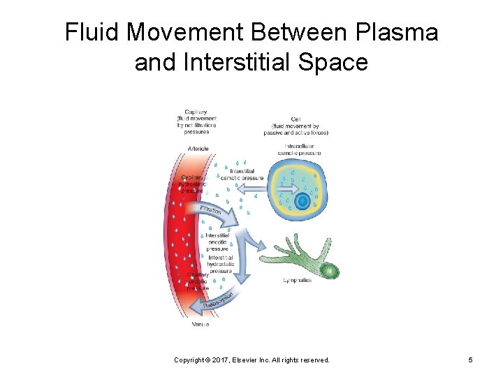 Fluid Movement Between Plasma and Interstitial Space Copyright © 2017, Elsevier Inc. All rights