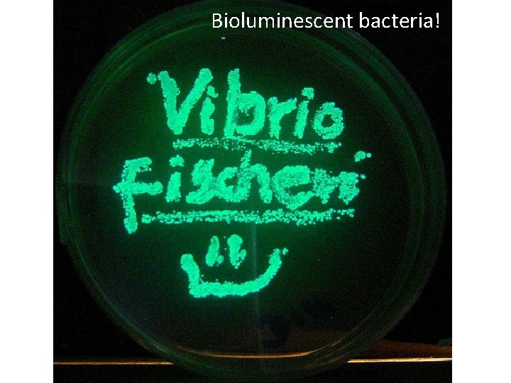 Bioluminescent bacteria! 