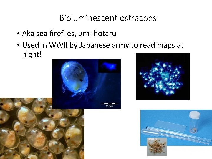 Bioluminescent ostracods • Aka sea fireflies, umi-hotaru • Used in WWII by Japanese army
