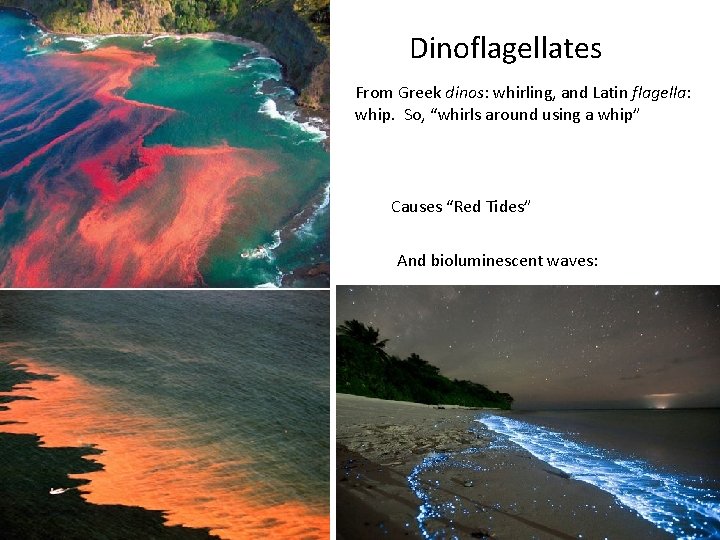 Dinoflagellates From Greek dinos: whirling, and Latin flagella: whip. So, “whirls around using a