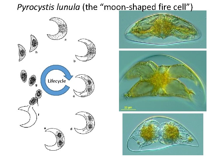 Pyrocystis lunula (the “moon-shaped fire cell”) Lifecycle 