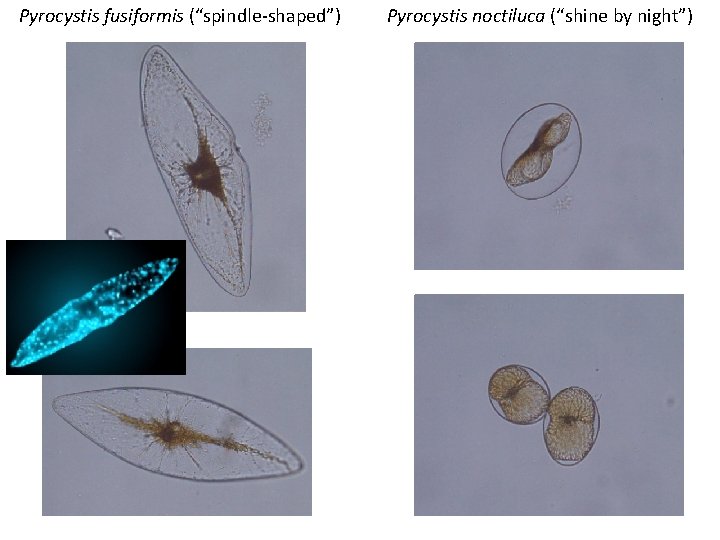 Pyrocystis fusiformis (“spindle-shaped”) Pyrocystis noctiluca (“shine by night”) 