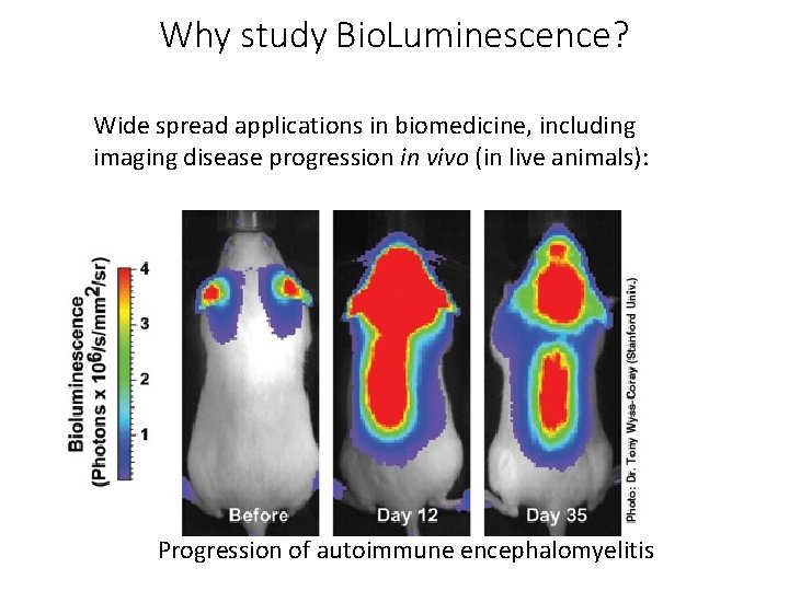 Why study Bio. Luminescence? Wide spread applications in biomedicine, including imaging disease progression in
