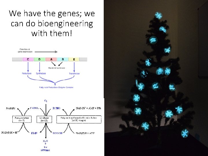 We have the genes; we can do bioengineering with them! 