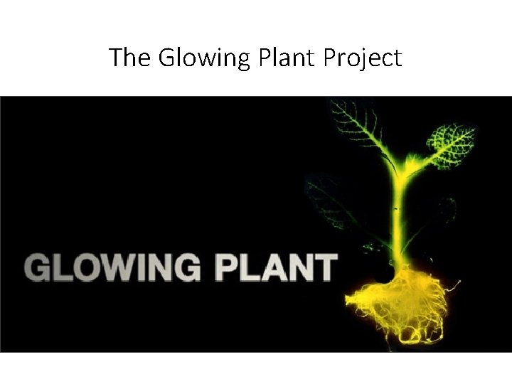 The Glowing Plant Project 