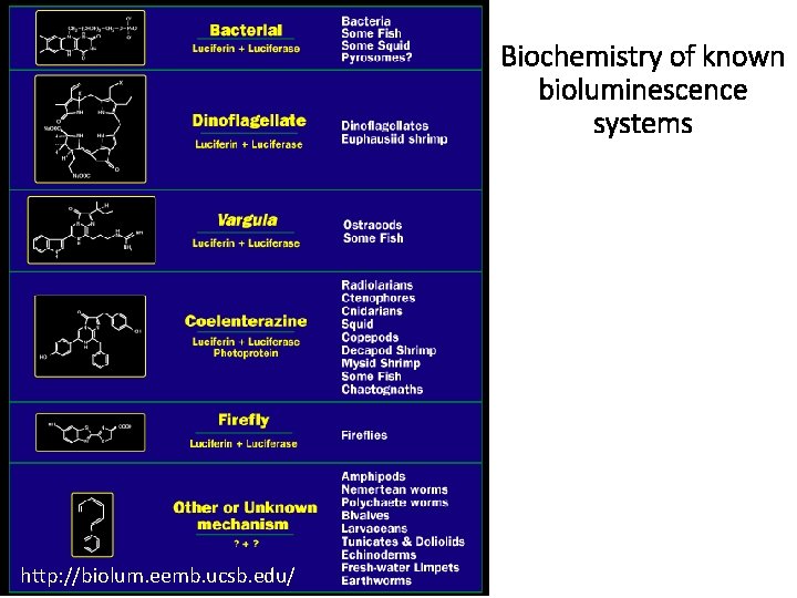 Biochemistry of known bioluminescence systems http: //biolum. eemb. ucsb. edu/ 