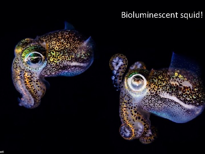 Bioluminescent squid! 