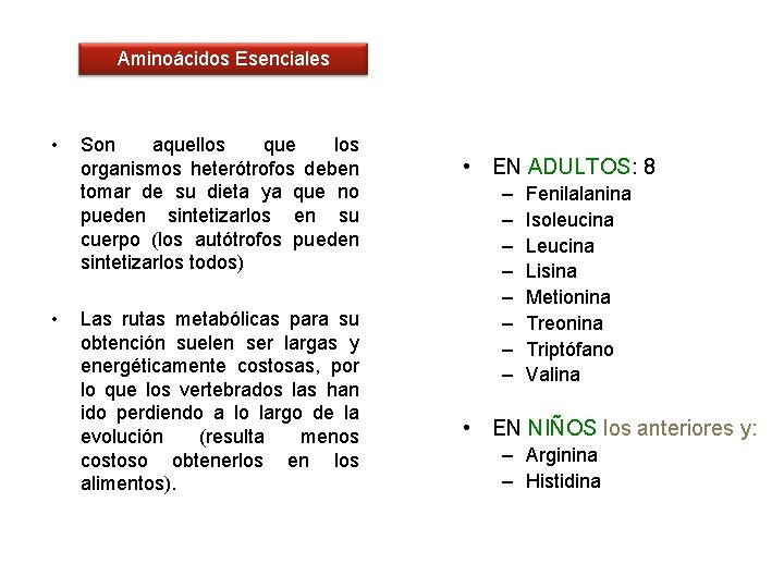 Aminoácidos Esenciales • • Son aquellos que los organismos heterótrofos deben tomar de su