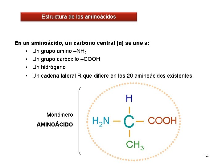 Estructura de los aminoácidos En un aminoácido, un carbono central (ɑ) se une a:
