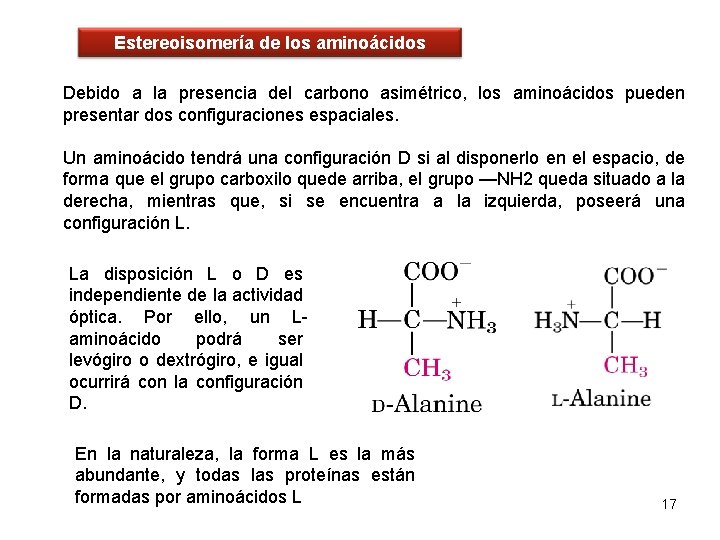 Estereoisomería de los aminoácidos Debido a la presencia del carbono asimétrico, los aminoácidos pueden