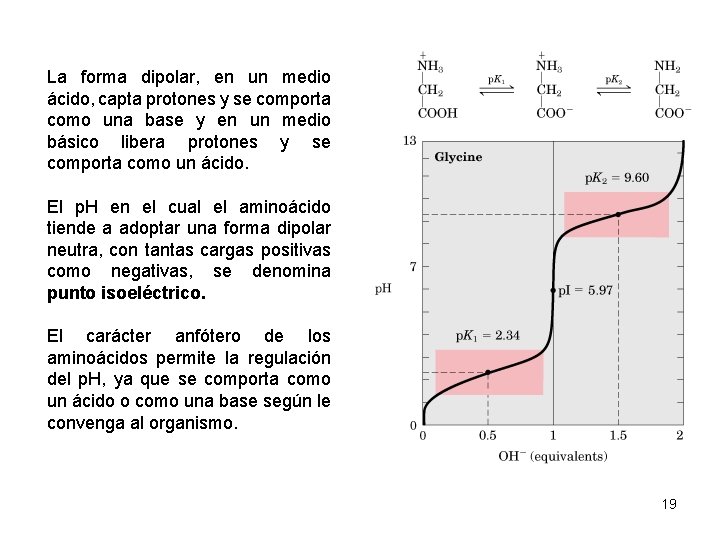 La forma dipolar, en un medio ácido, capta protones y se comporta como una