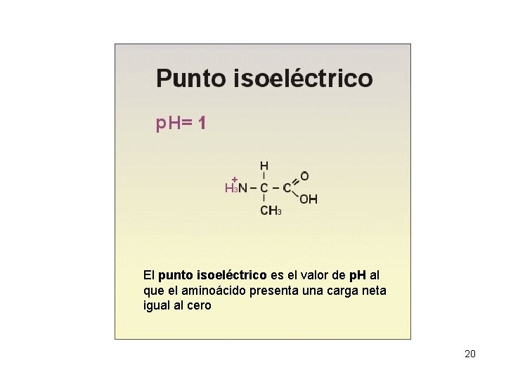 El punto isoeléctrico es el valor de p. H al que el aminoácido presenta