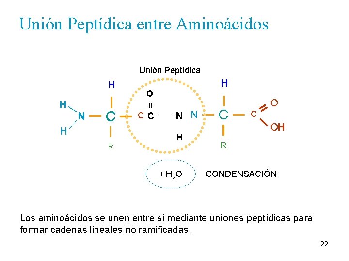 Unión Peptídica entre Aminoácidos Unión Peptídica H O O H = N N CC