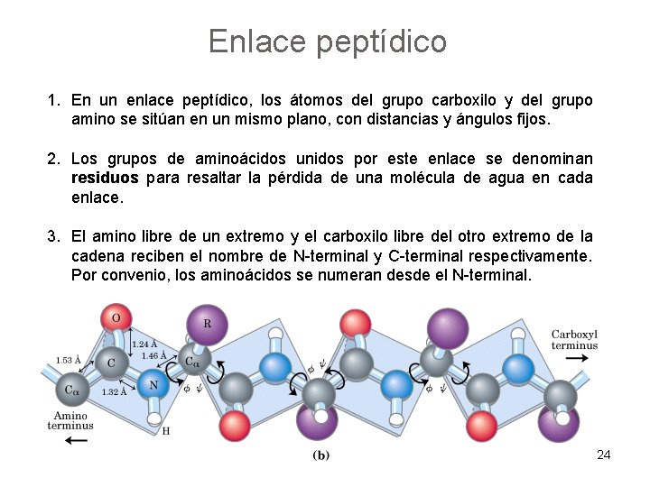 Enlace peptídico 1. En un enlace peptídico, los átomos del grupo carboxilo y del