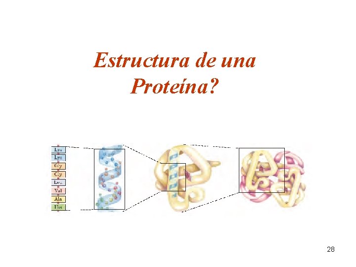 Estructura de una Proteína? 28 