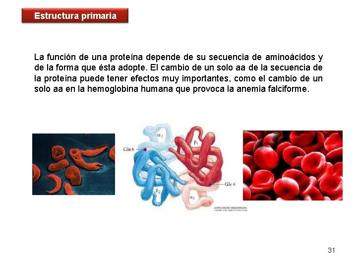 Estructura primaria La función de una proteína depende de su secuencia de aminoácidos y