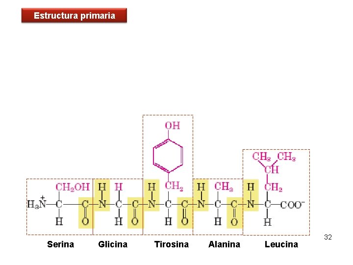 Estructura primaria Serina Glicina Tirosina Alanina Leucina 32 