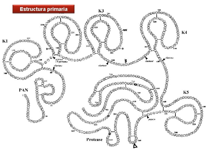 Estructura primaria 33 