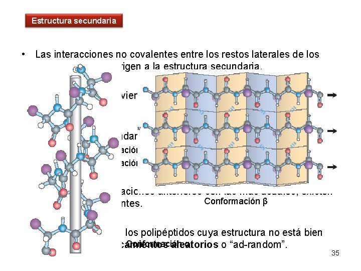 Estructura secundaria • Las interacciones no covalentes entre los restos laterales de los aminoácidos