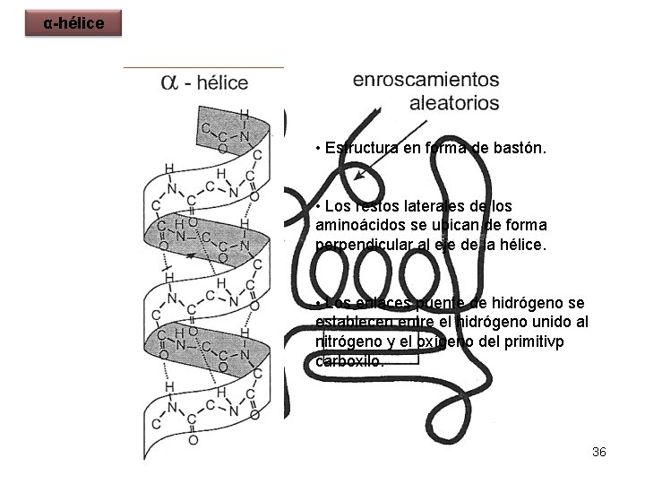 α-hélice • Estructura en forma de bastón. • Los restos laterales de los aminoácidos