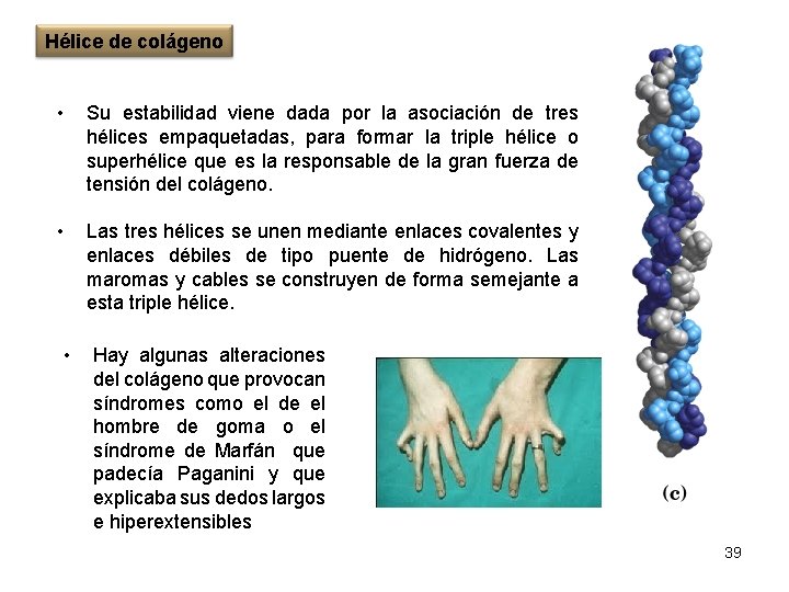 Hélice de colágeno • Su estabilidad viene dada por la asociación de tres hélices