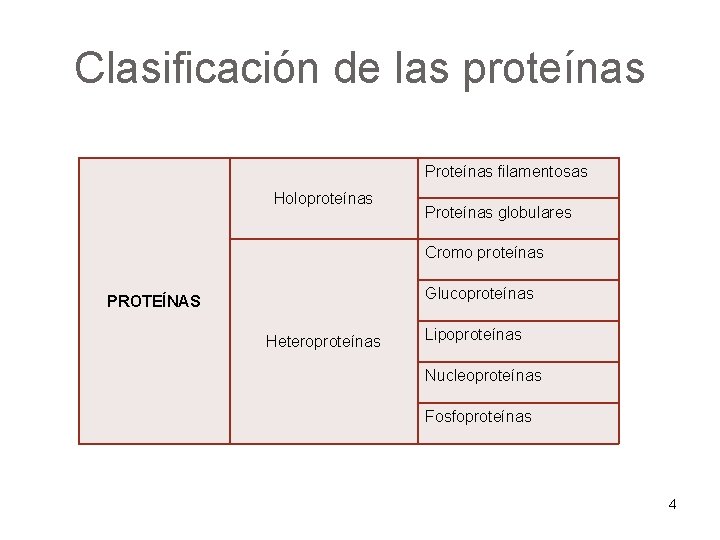 Clasificación de las proteínas Proteínas filamentosas Holoproteínas Proteínas globulares Cromo proteínas Glucoproteínas PROTEÍNAS Heteroproteínas