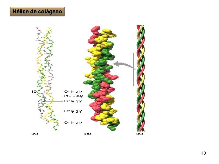 Hélice de colágeno 40 