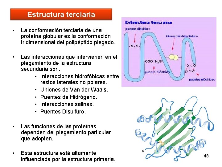 Estructura terciaria • La conformación terciaria de una proteína globular es la conformación tridimensional