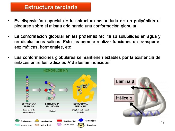 Estructura terciaria • Es disposición espacial de la estructura secundaria de un polipéptido al